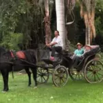 Paseos en carruaje